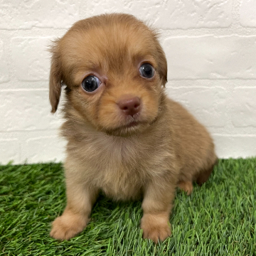 animal_image