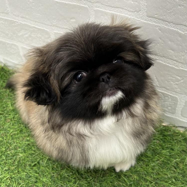 animal_image
