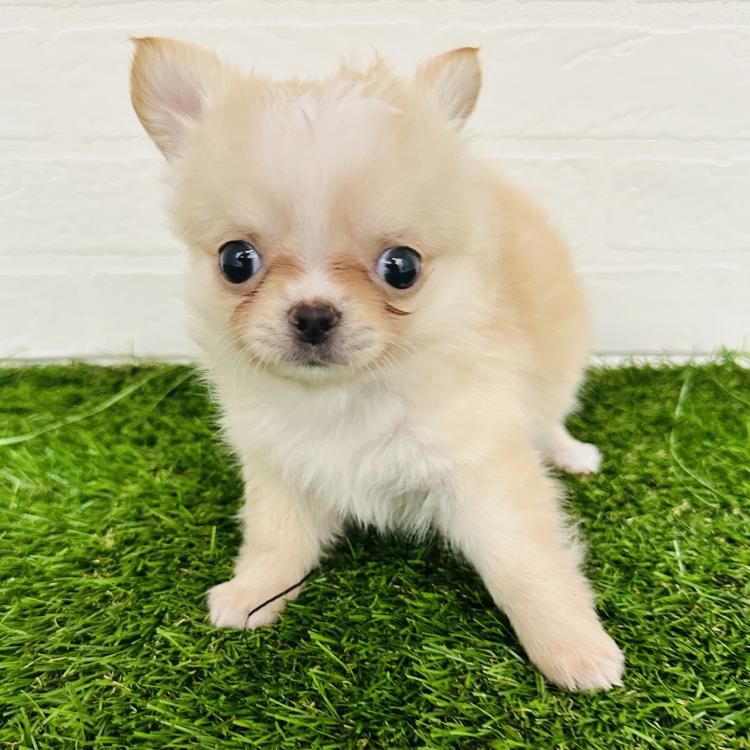 animal_image