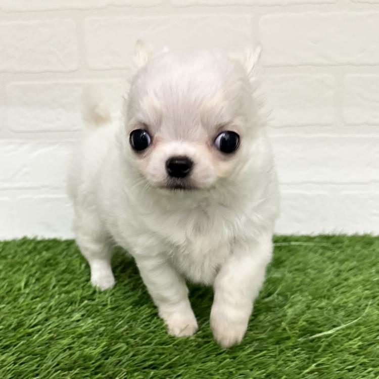 animal_image