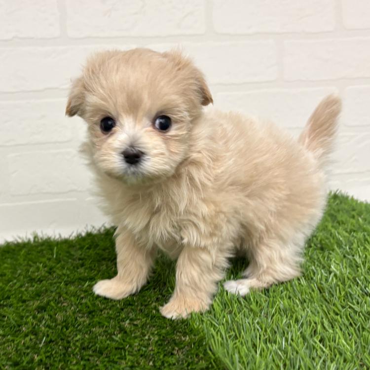 animal_image