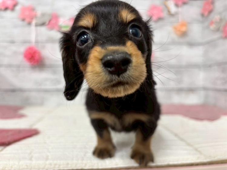 animal_image