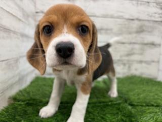 animal_image