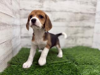 animal_image