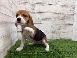 animal_image