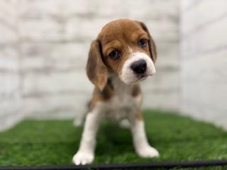 animal_image
