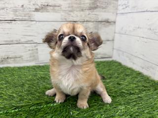animal_image