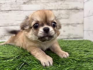 animal_image