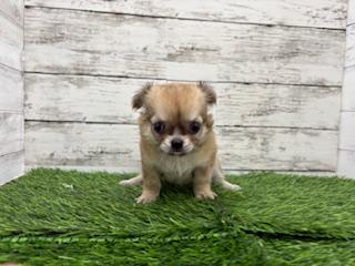 animal_image