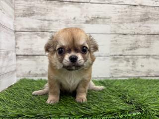 animal_image