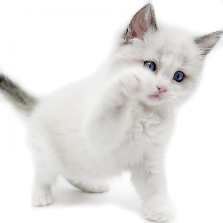 animal_image