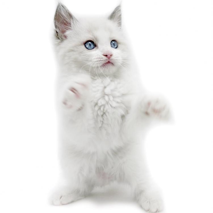 animal_image