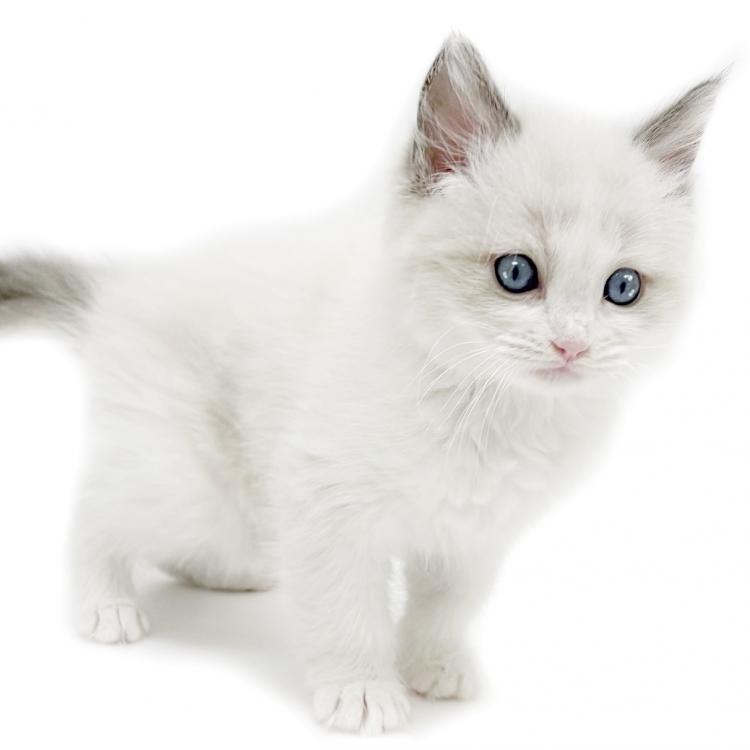 animal_image