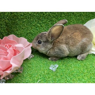 animal_image