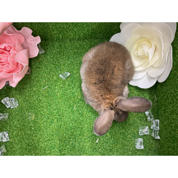 animal_image