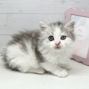 animal_image