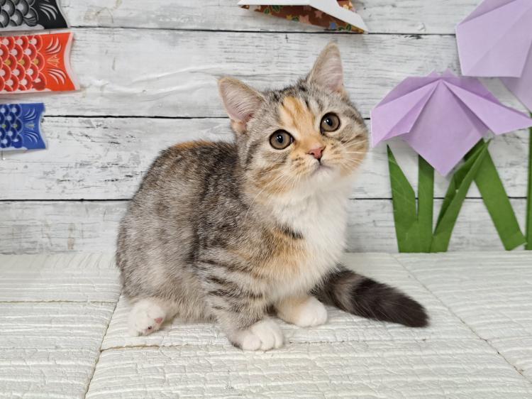 animal_image