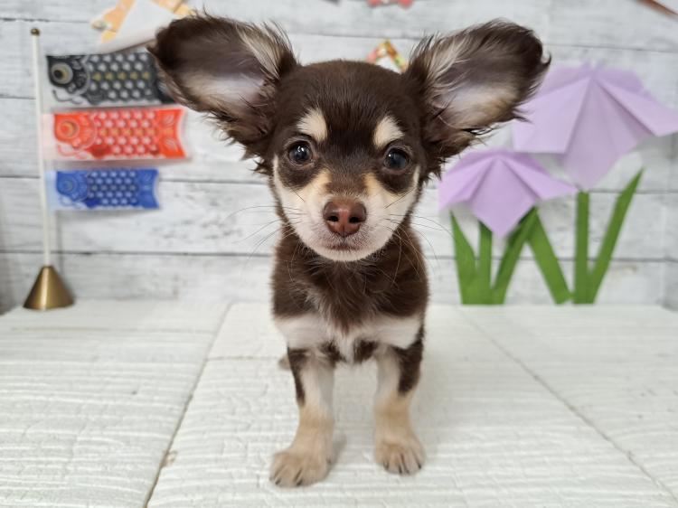 animal_image