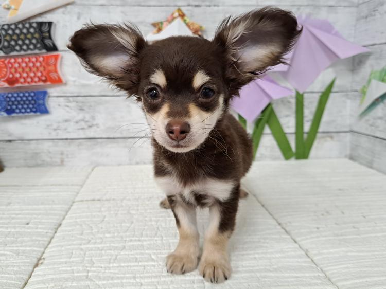 animal_image