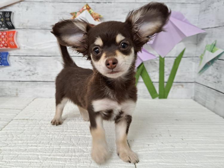animal_image