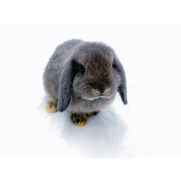 animal_image
