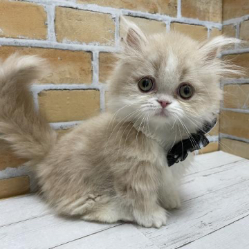 animal_image