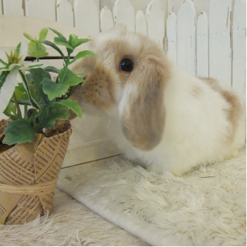animal_image