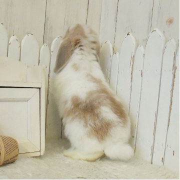animal_image