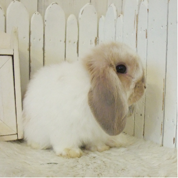 animal_image