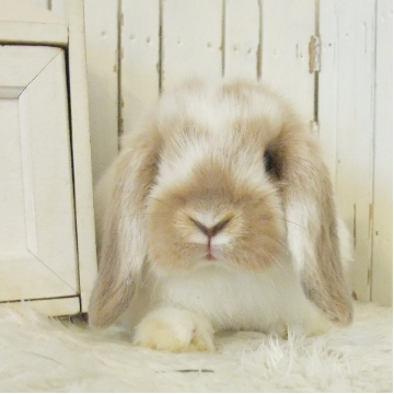 animal_image