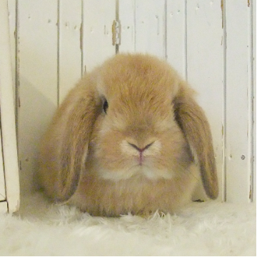 animal_image