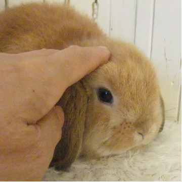 animal_image