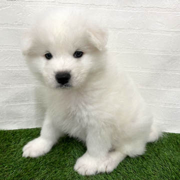 animal_image