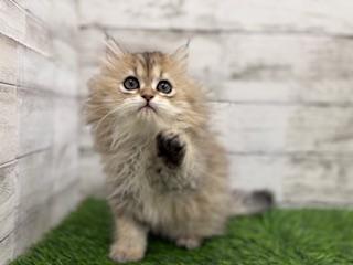 animal_image