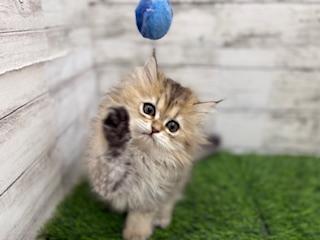 animal_image