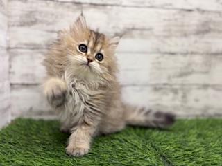 animal_image