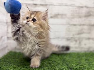 animal_image