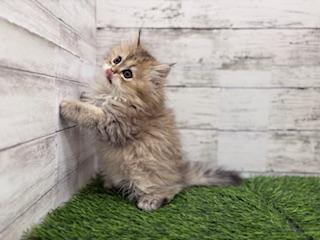 animal_image