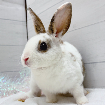 animal_image
