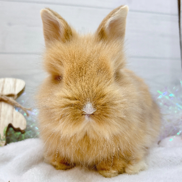 animal_image