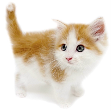 animal_image