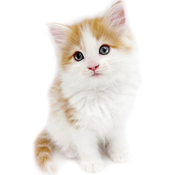 animal_image