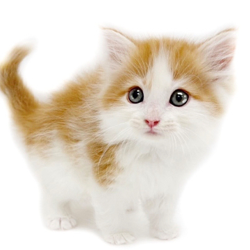 animal_image