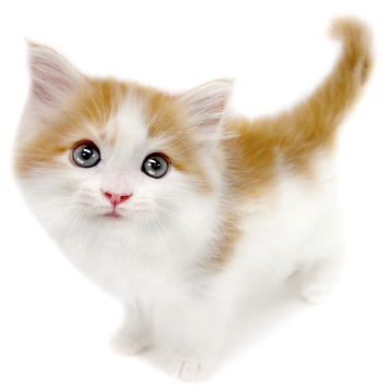 animal_image