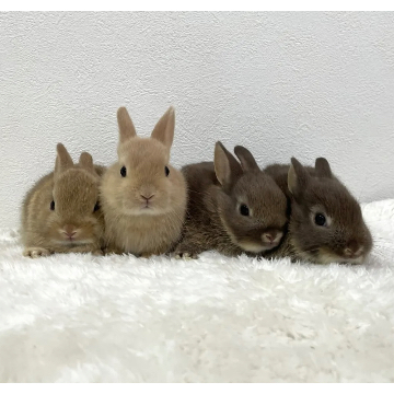 animal_image