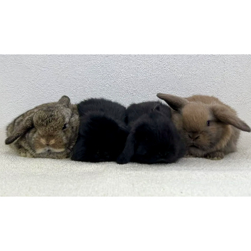 animal_image