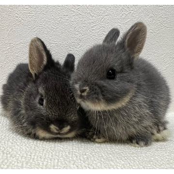 animal_image