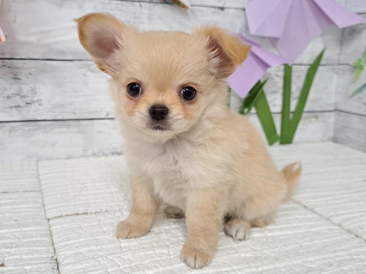 animal_image