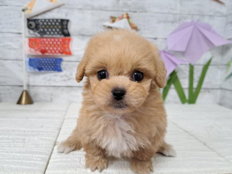 animal_image