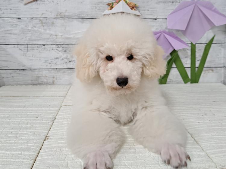 animal_image